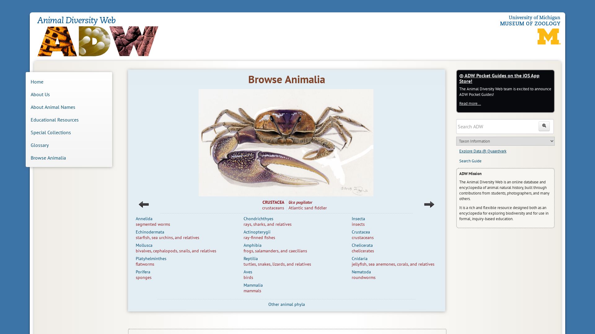 вебсайт animaldiversity.org Є   ONLINE
